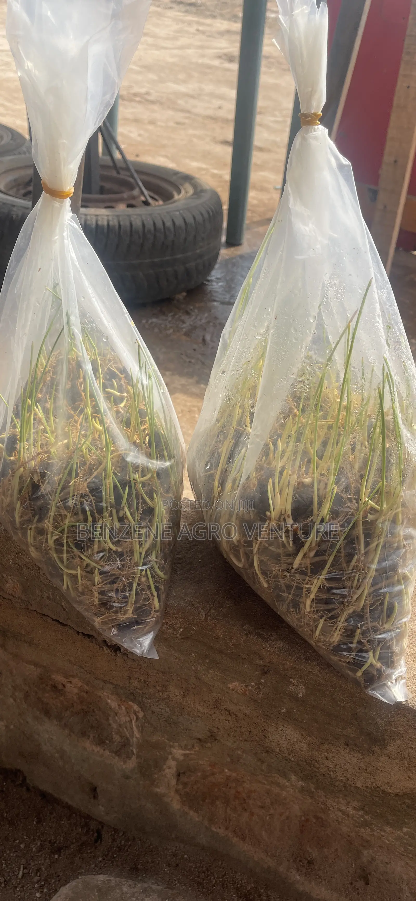 Hybrid Malaysia Supergene Palm Seeds