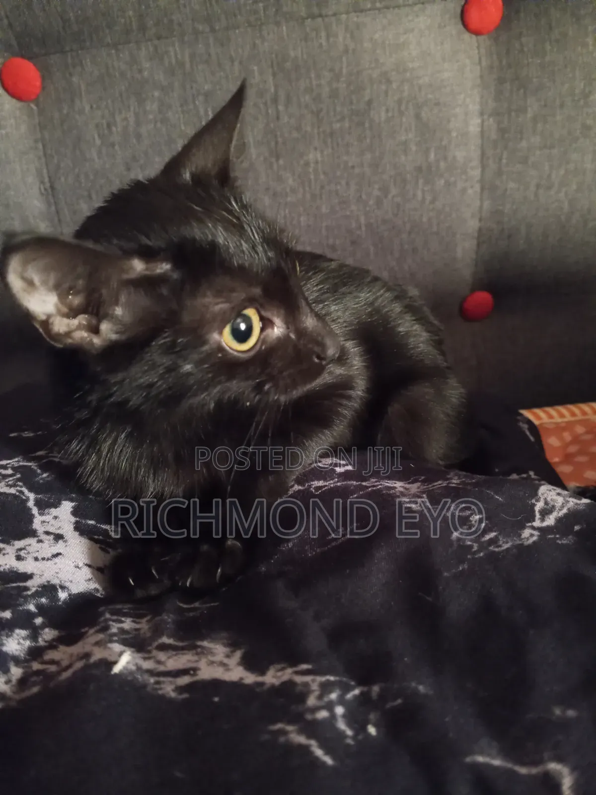 1-3 months Female Purebred American Wirehair