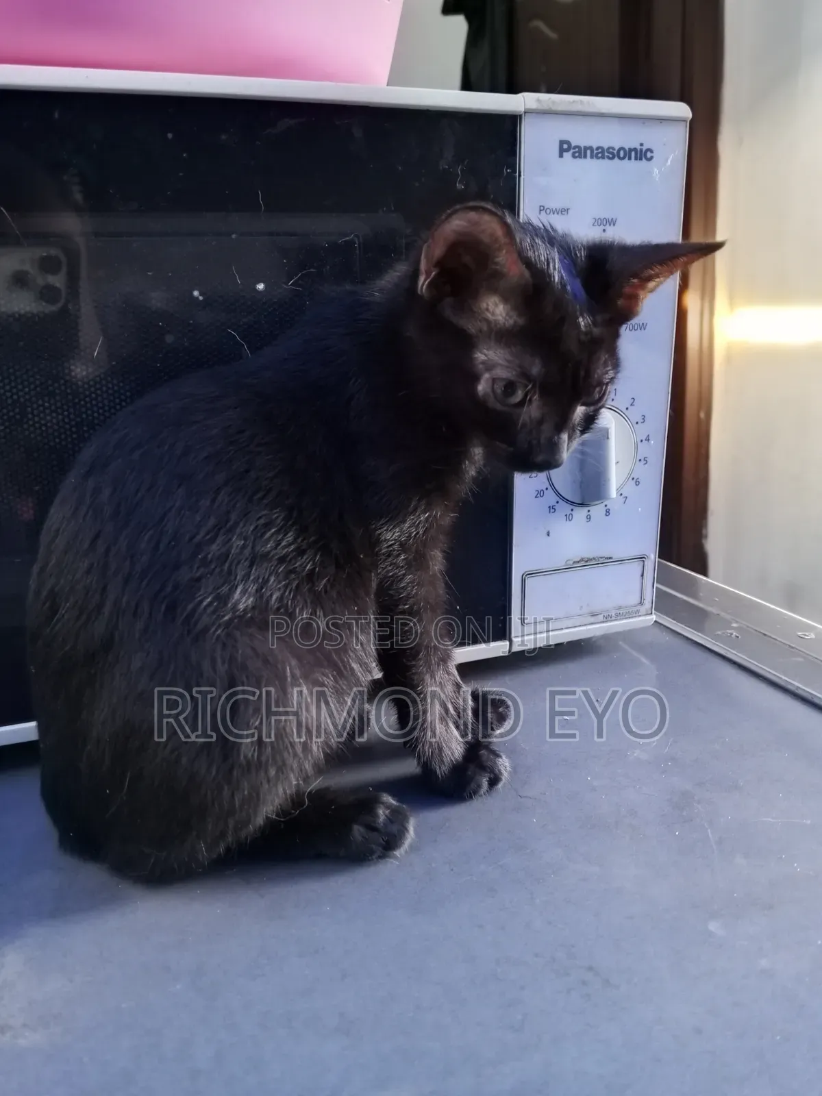 1-3 months Female Purebred American Wirehair