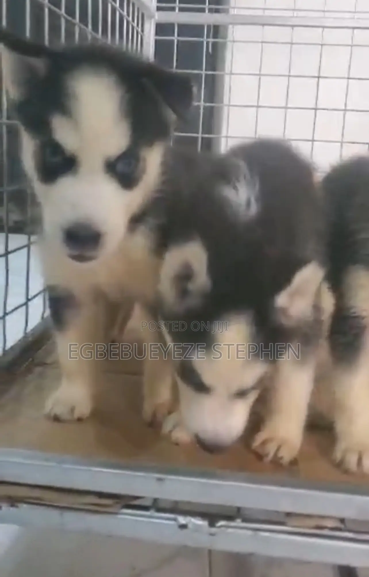 1-3 months Female Purebred Siberian Husky