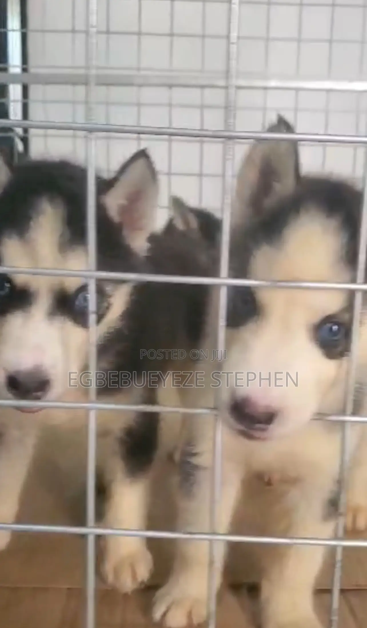 1-3 months Female Purebred Siberian Husky