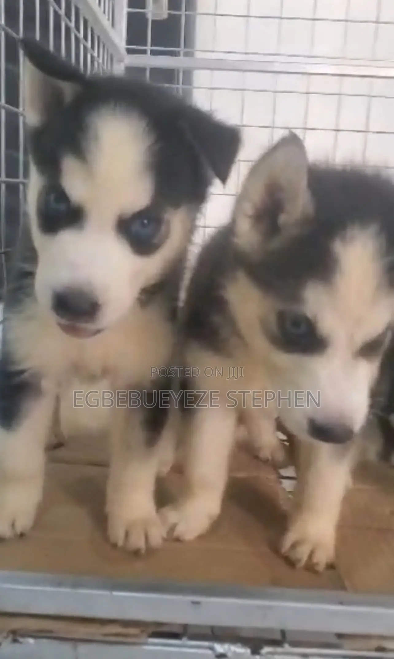 1-3 months Female Purebred Siberian Husky