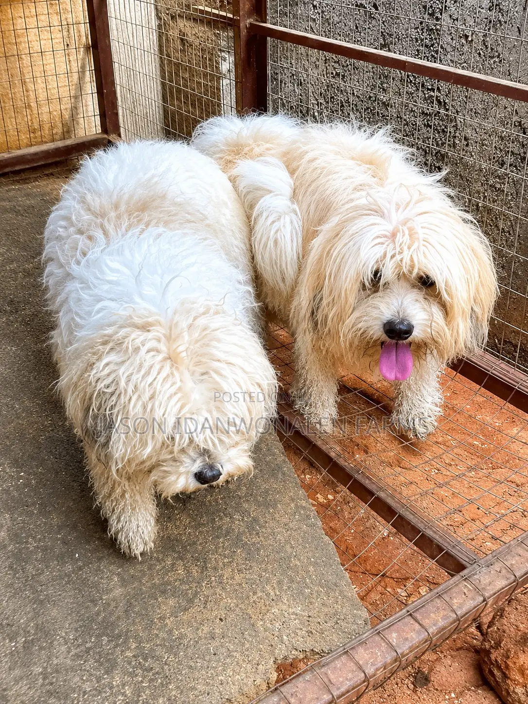 1+ Year Male Purebred Lhasa Apso