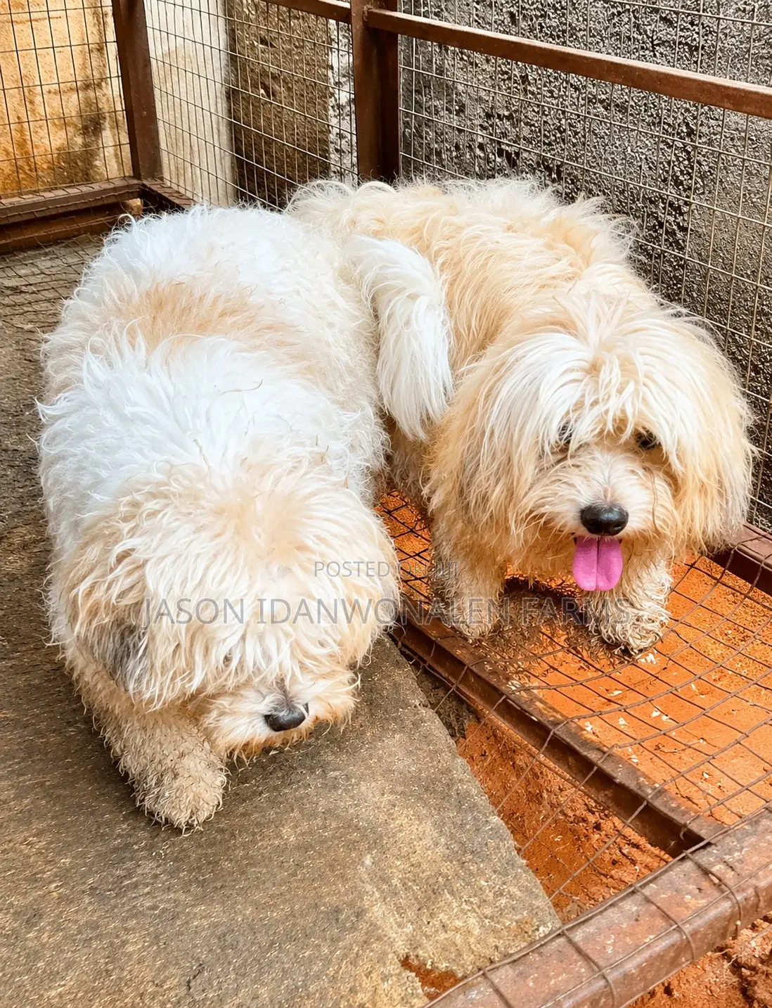 1+ Year Male Purebred Lhasa Apso