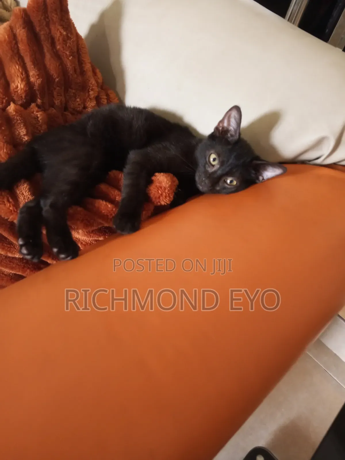 1-3 months Female Purebred American Wirehair