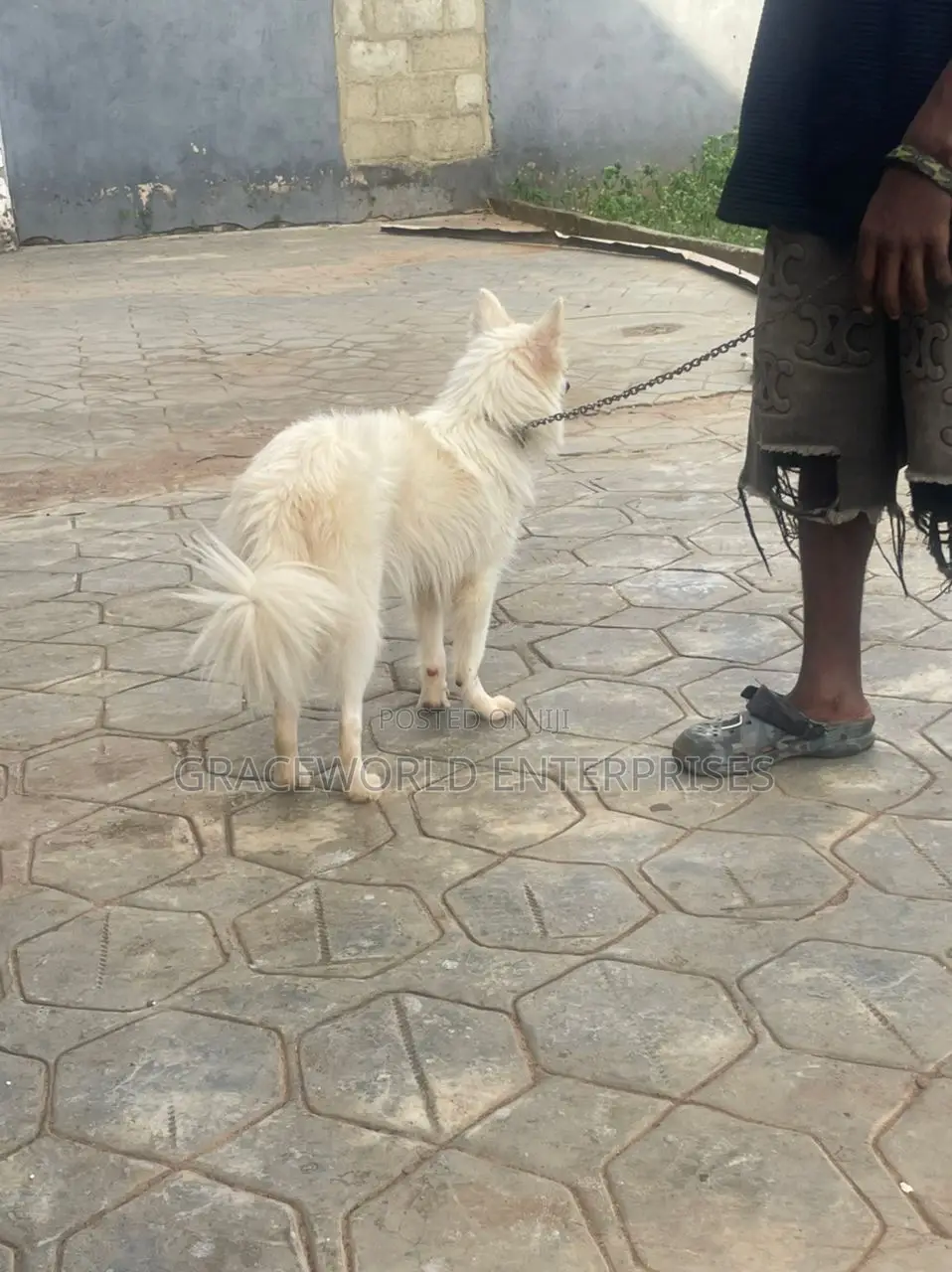 1+ year Male Purebred American Eskimo