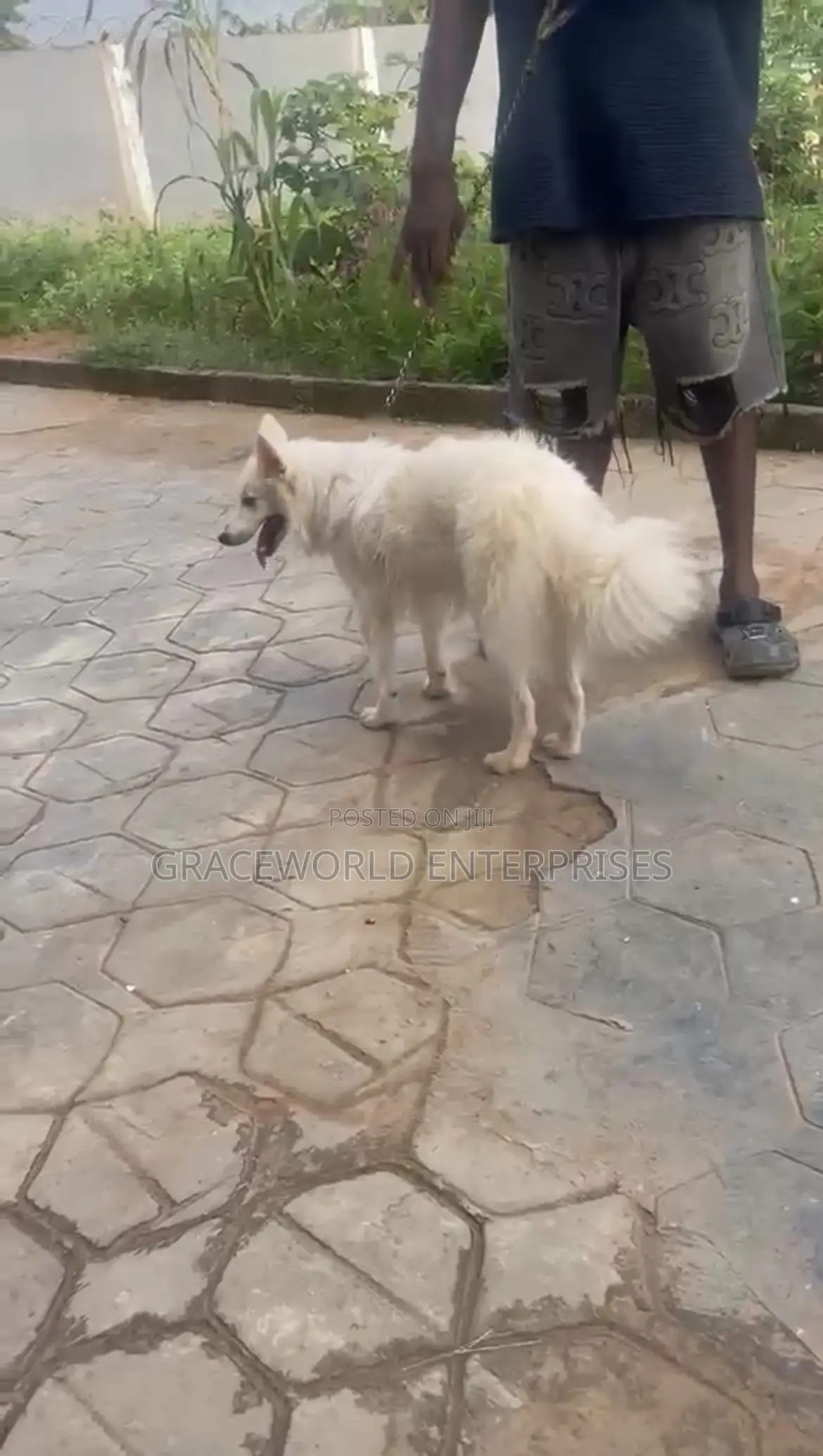 1+ year Male Purebred American Eskimo