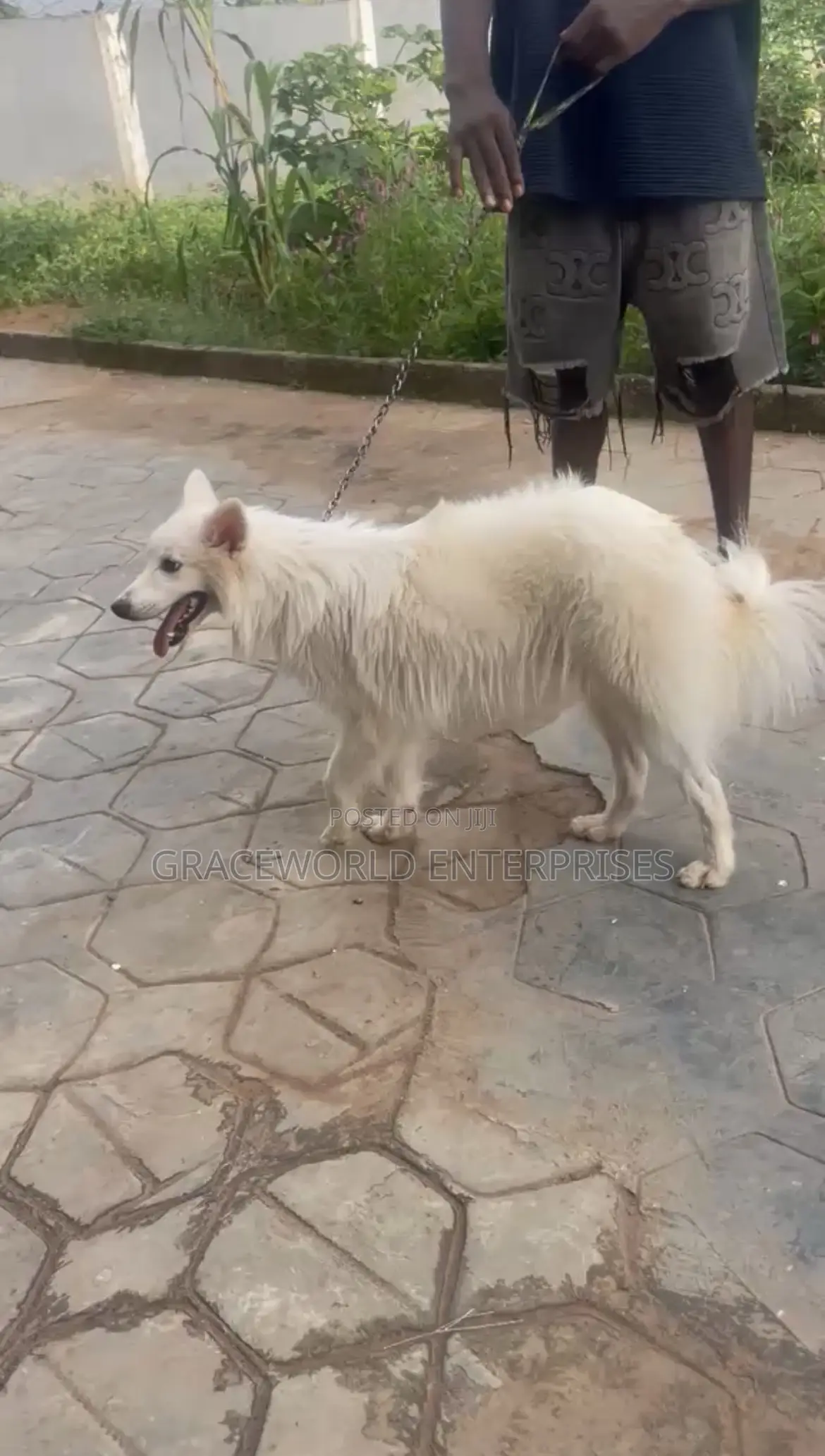 1+ year Male Purebred American Eskimo