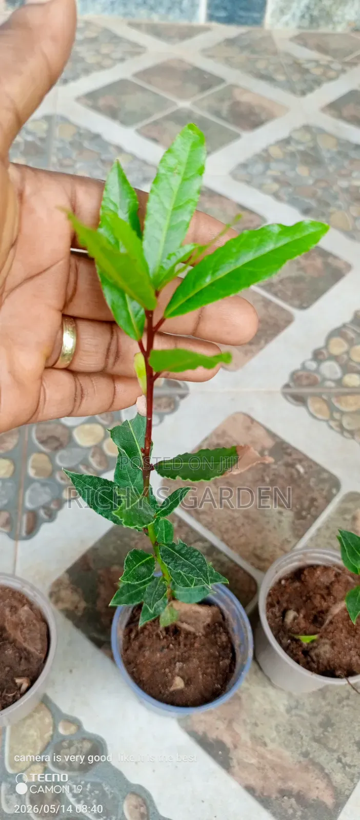 Bay Plant for Sale