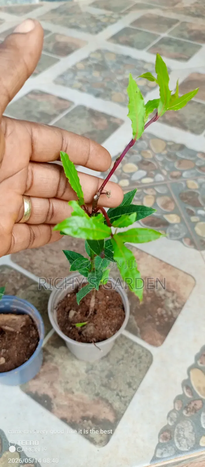 Bay Plant for Sale