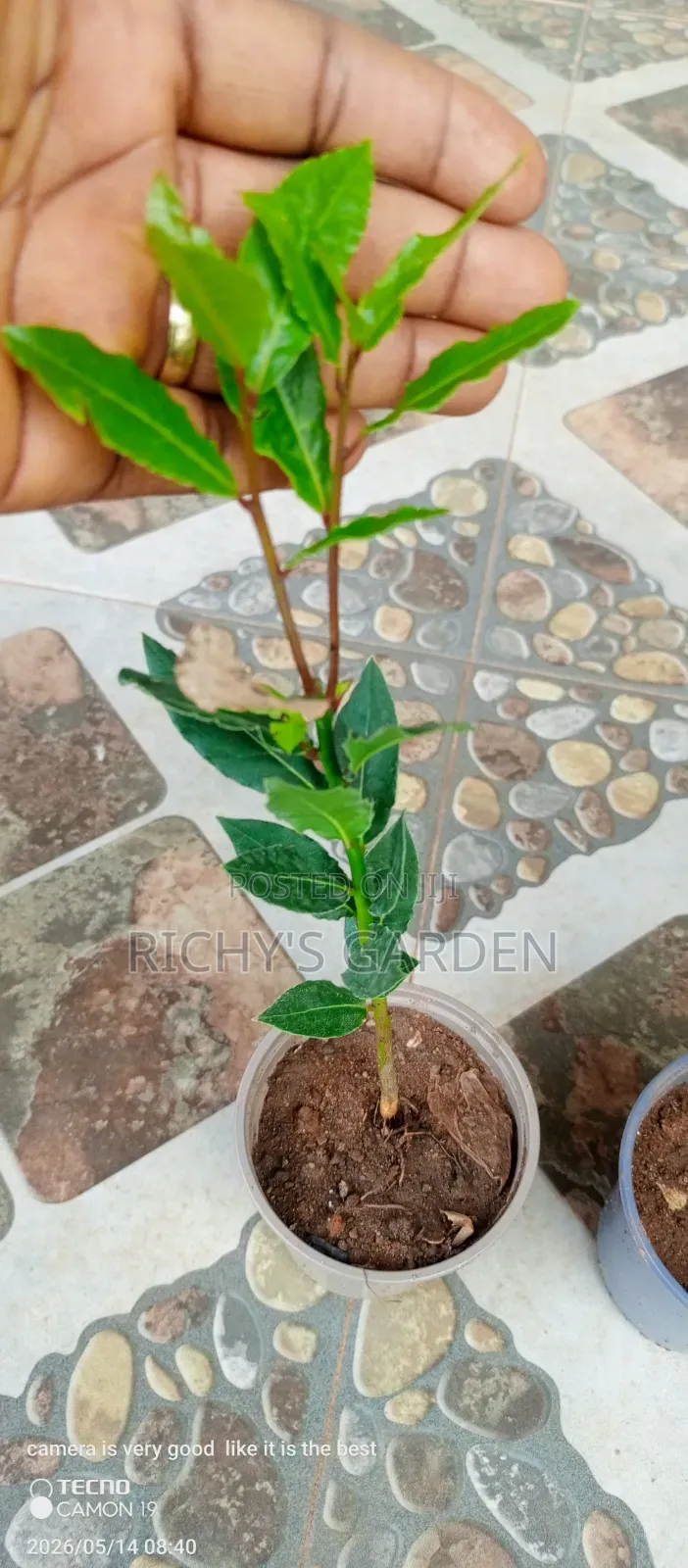 Bay Plant for Sale