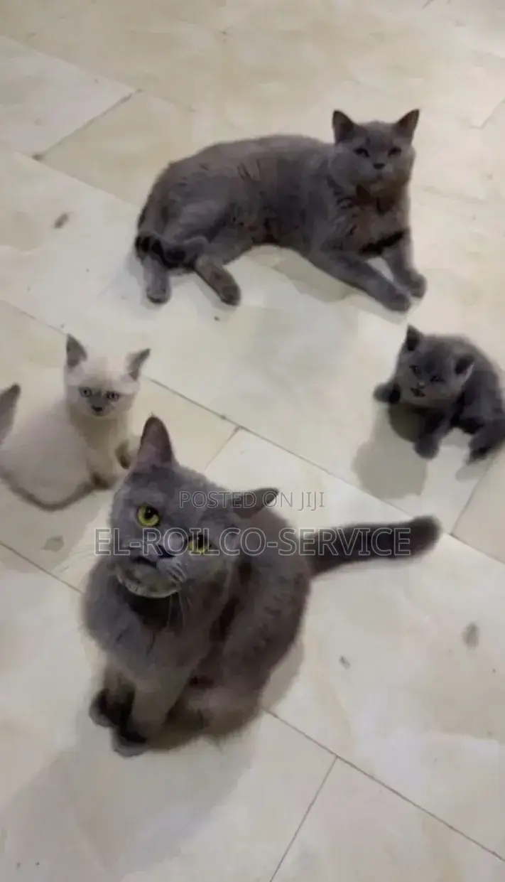 1-3 months Female Purebred British Shorthair