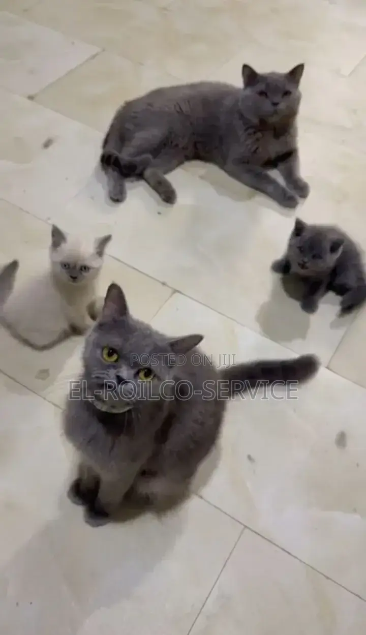1-3 months Female Purebred British Shorthair