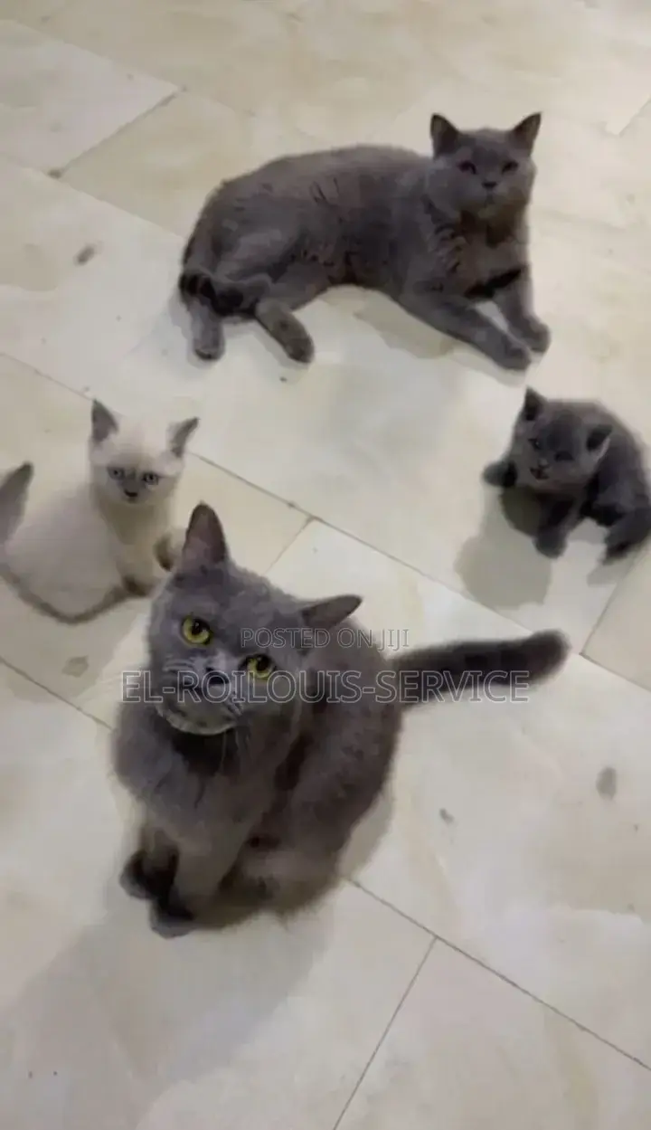 1-3 months Female Purebred British Shorthair