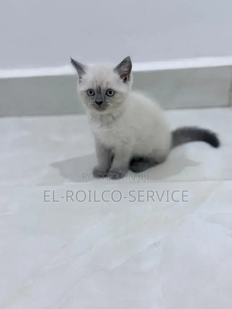 1-3 months Female Purebred British Shorthair