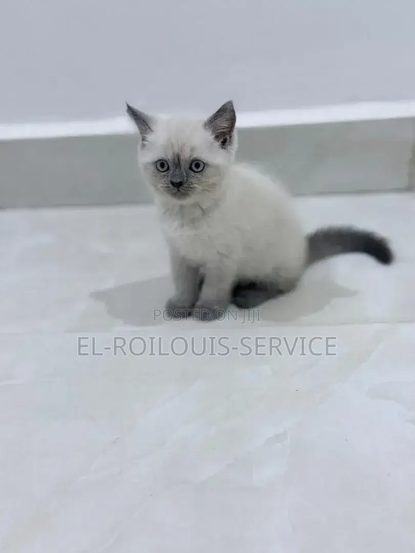 1-3 months Female Purebred British Shorthair