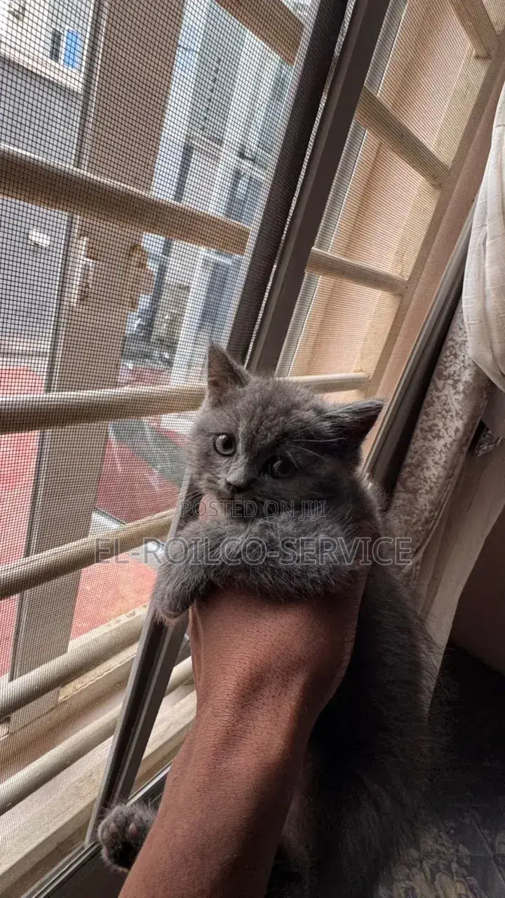 1-3 months Female Purebred British Shorthair