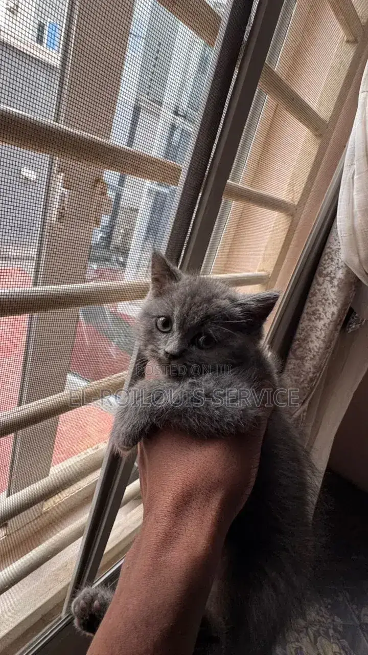 1-3 months Female Purebred British Shorthair