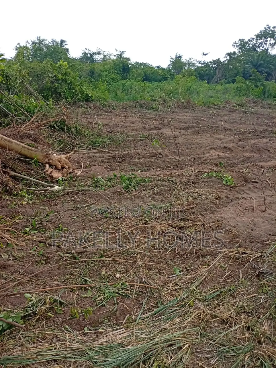 Owo Cocoa Obafemi Owode Ogun State