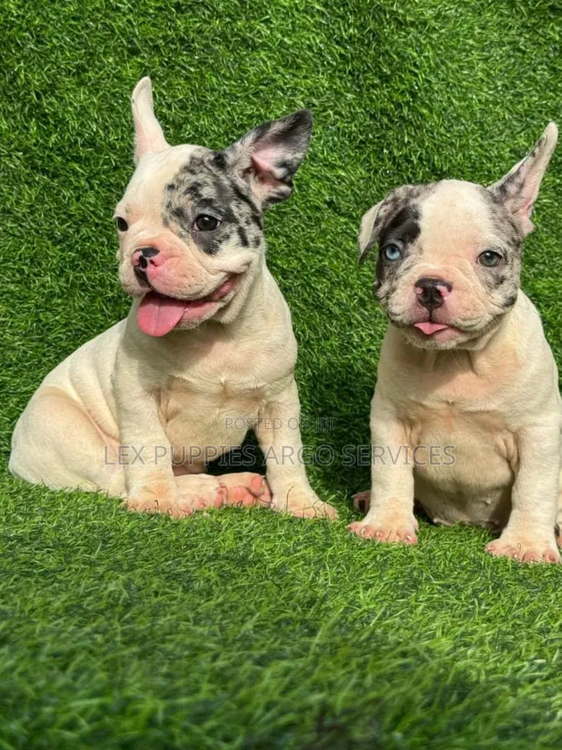 1-3 months Female Purebred French Bulldog