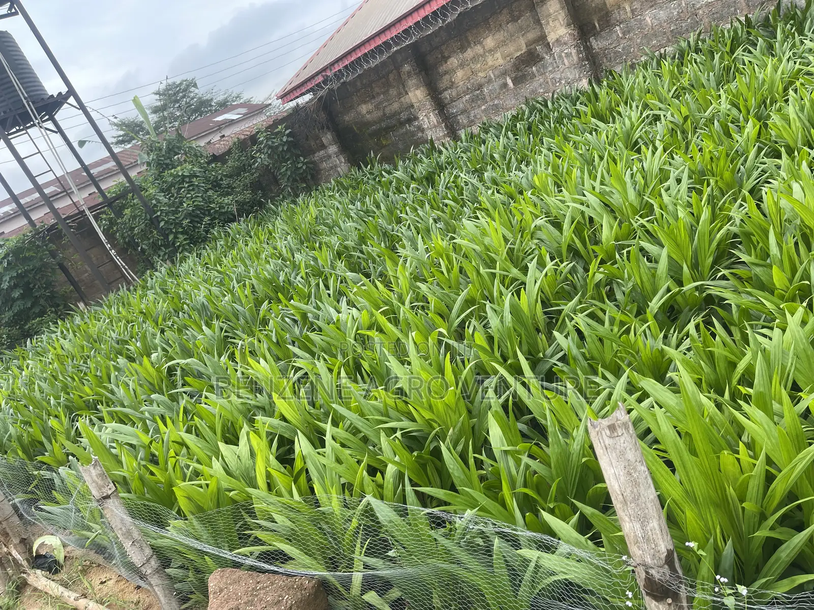 Tenera Palm Seeds and Seedling