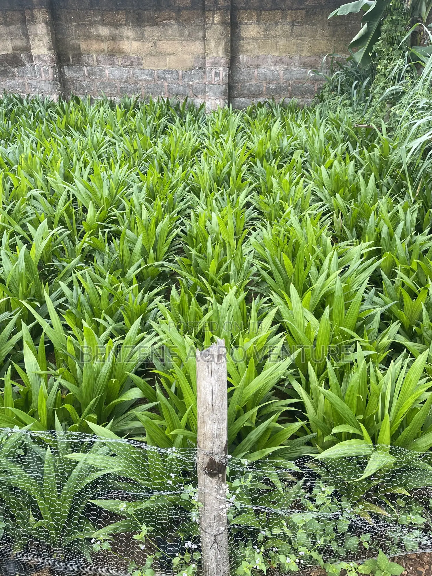 Tenera Palm Seeds and Seedling