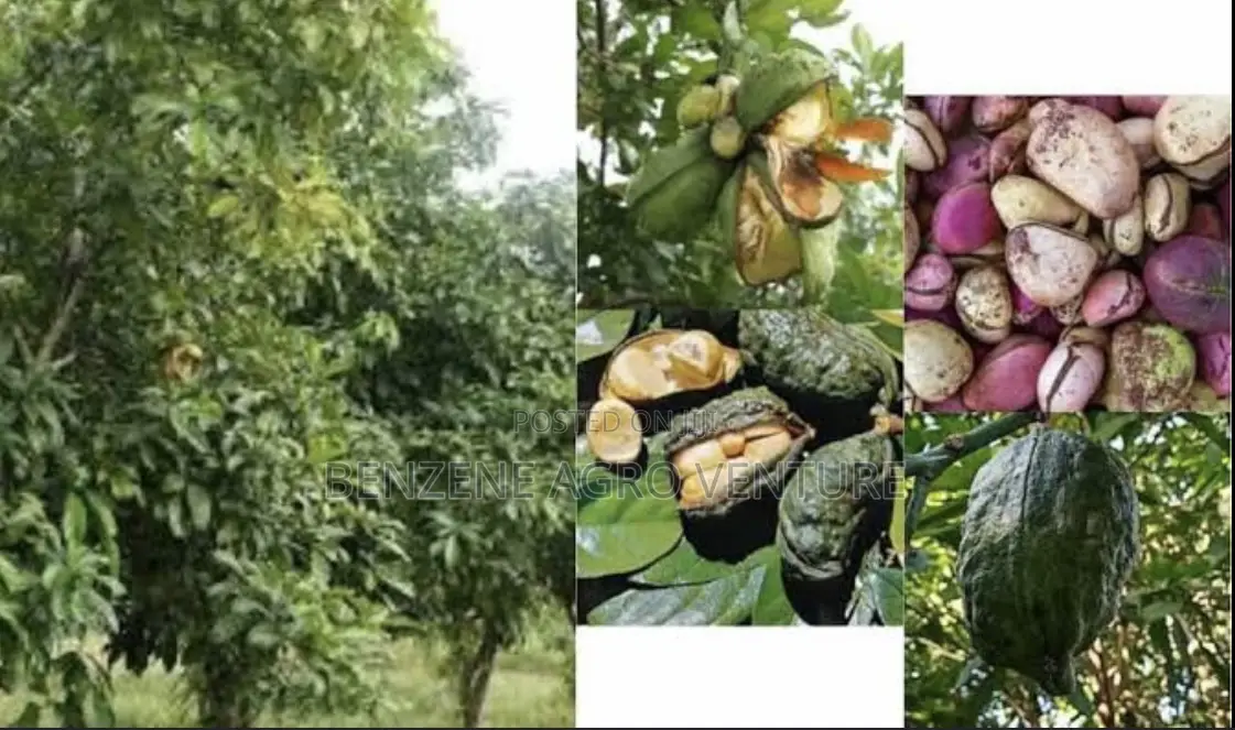 Hybrid Cola Nut Seedling