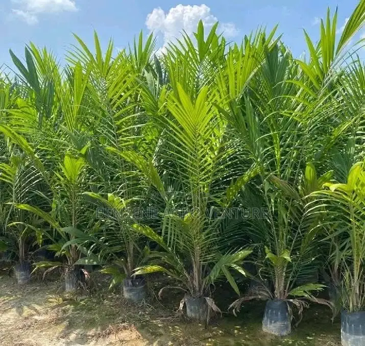 Dura Palm Seed and Seedling