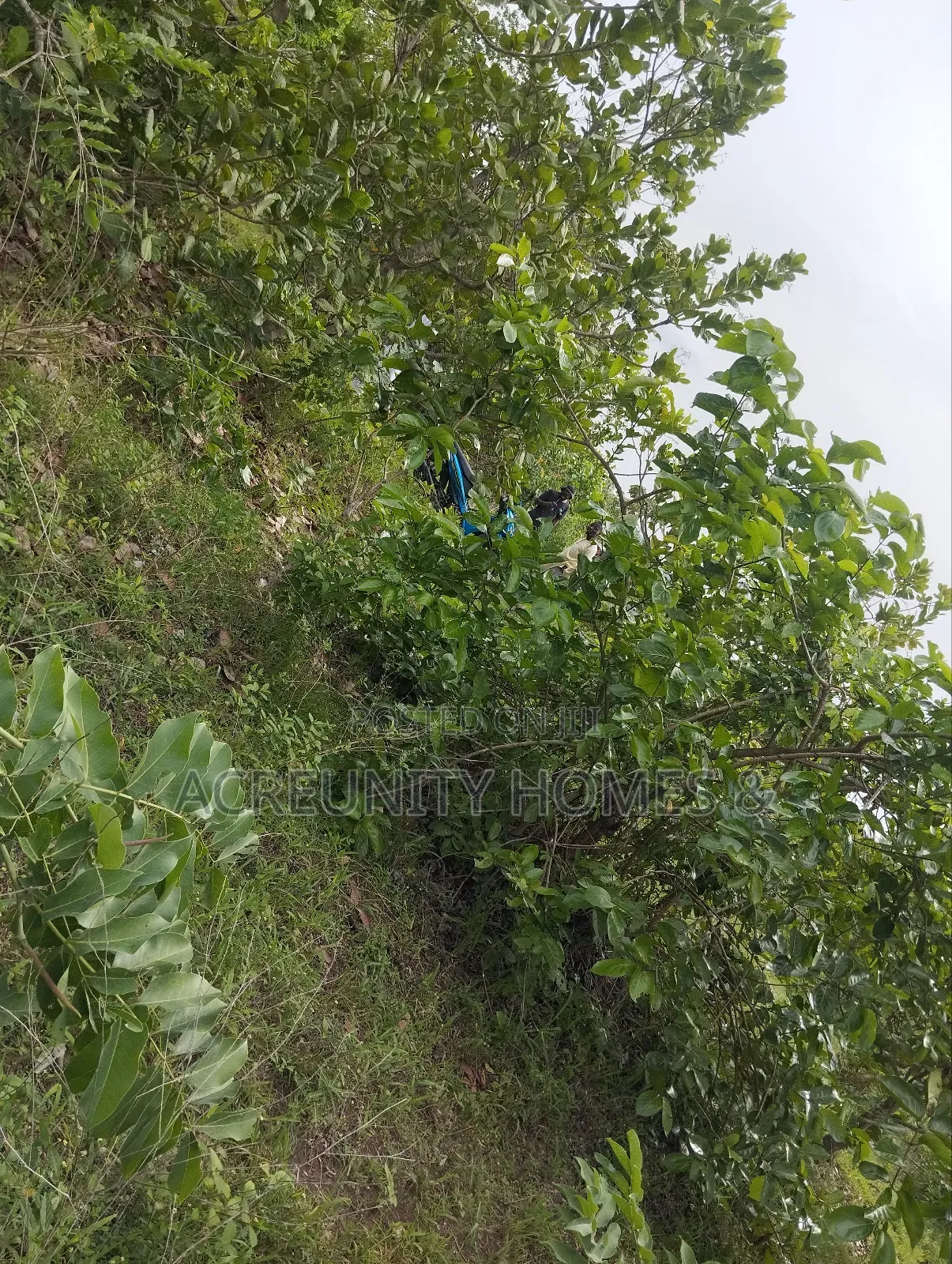 30 Acres of Farmland for Sale at Ijegun Village, Iseyin Ibadan Road