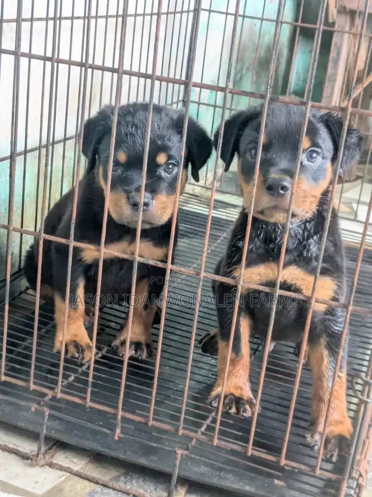 1-3 months Male Purebred Rottweiler