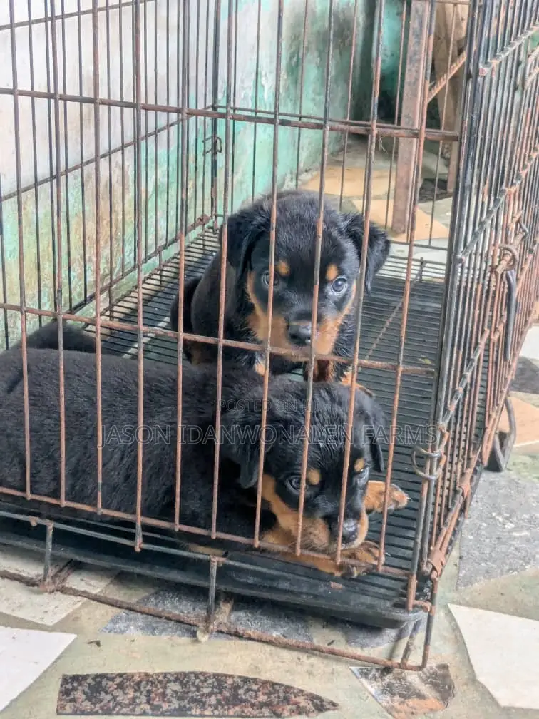 1-3 months Male Purebred Rottweiler