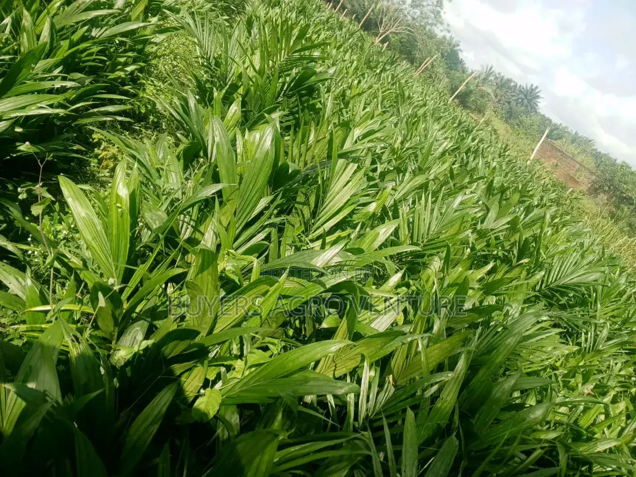 Palm Oil Seedlings Malaysia Supergene the Season Is Here Now Plant