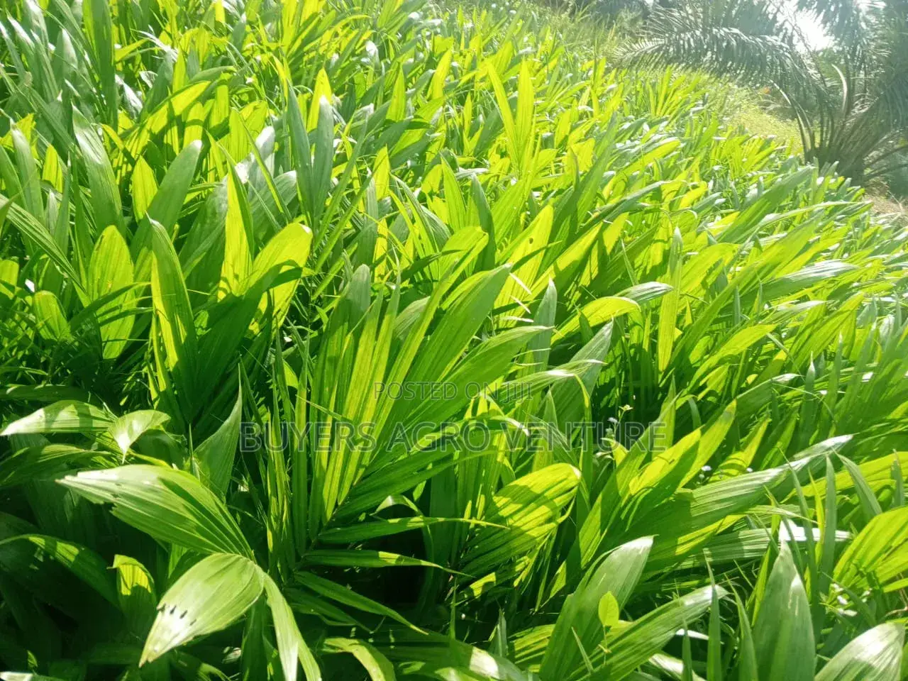 Palm Oil Seedlings Malaysia Supergene the Season Is Here Now Plant