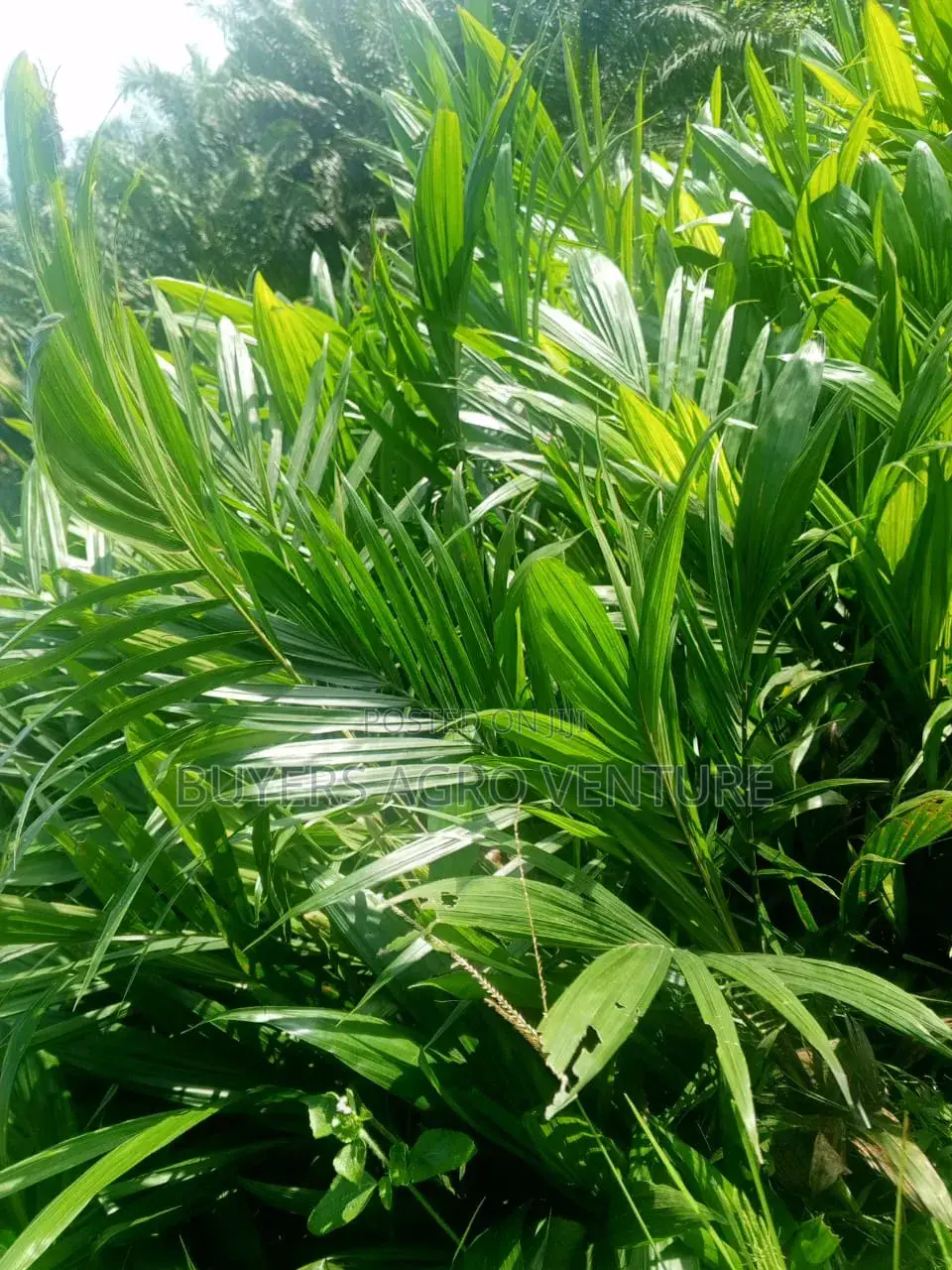 Palm Oil Seedlings Malaysia Supergene the Season Is Here Now Plant
