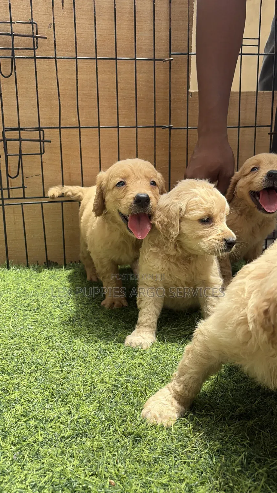 1-3 months Female Purebred Golden Retriever