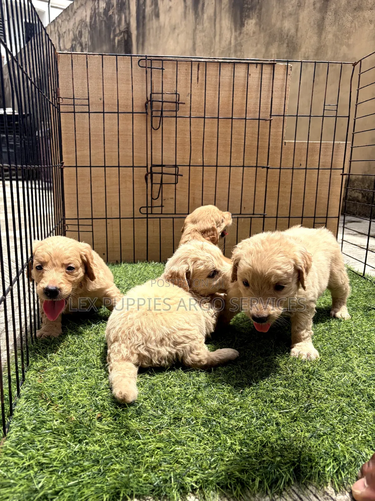 1-3 months Female Purebred Golden Retriever