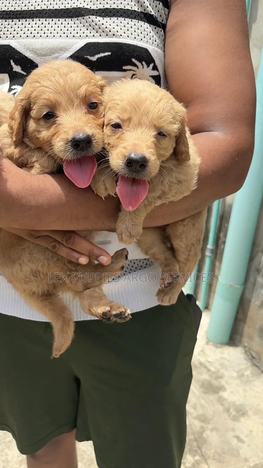 1-3 months Female Purebred Golden Retriever