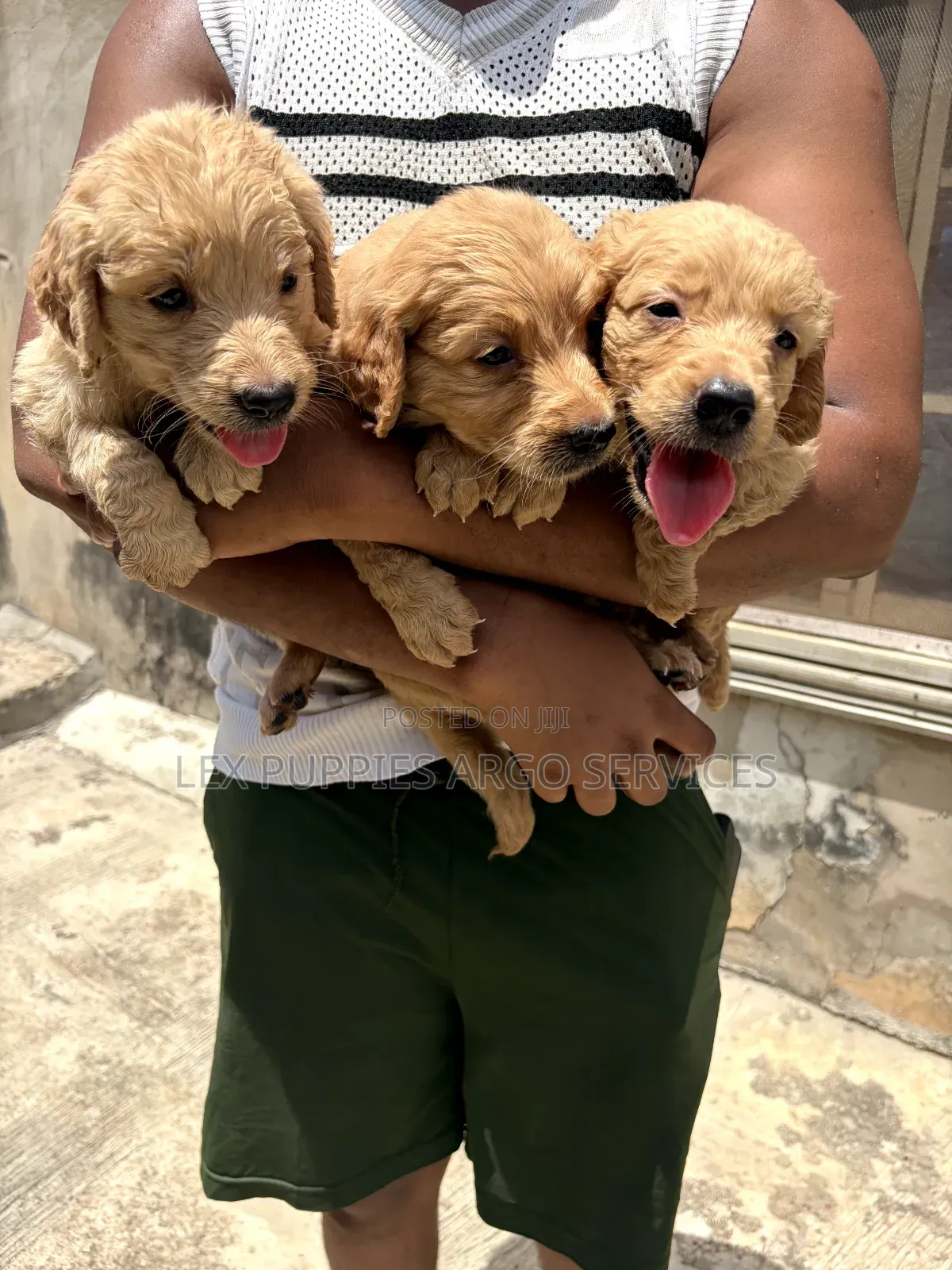 1-3 months Female Purebred Golden Retriever
