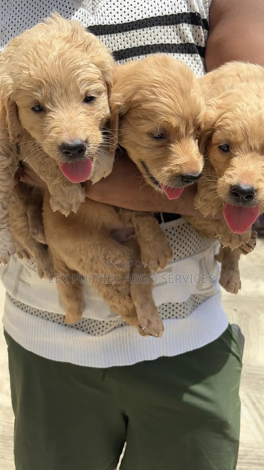 1-3 months Female Purebred Golden Retriever