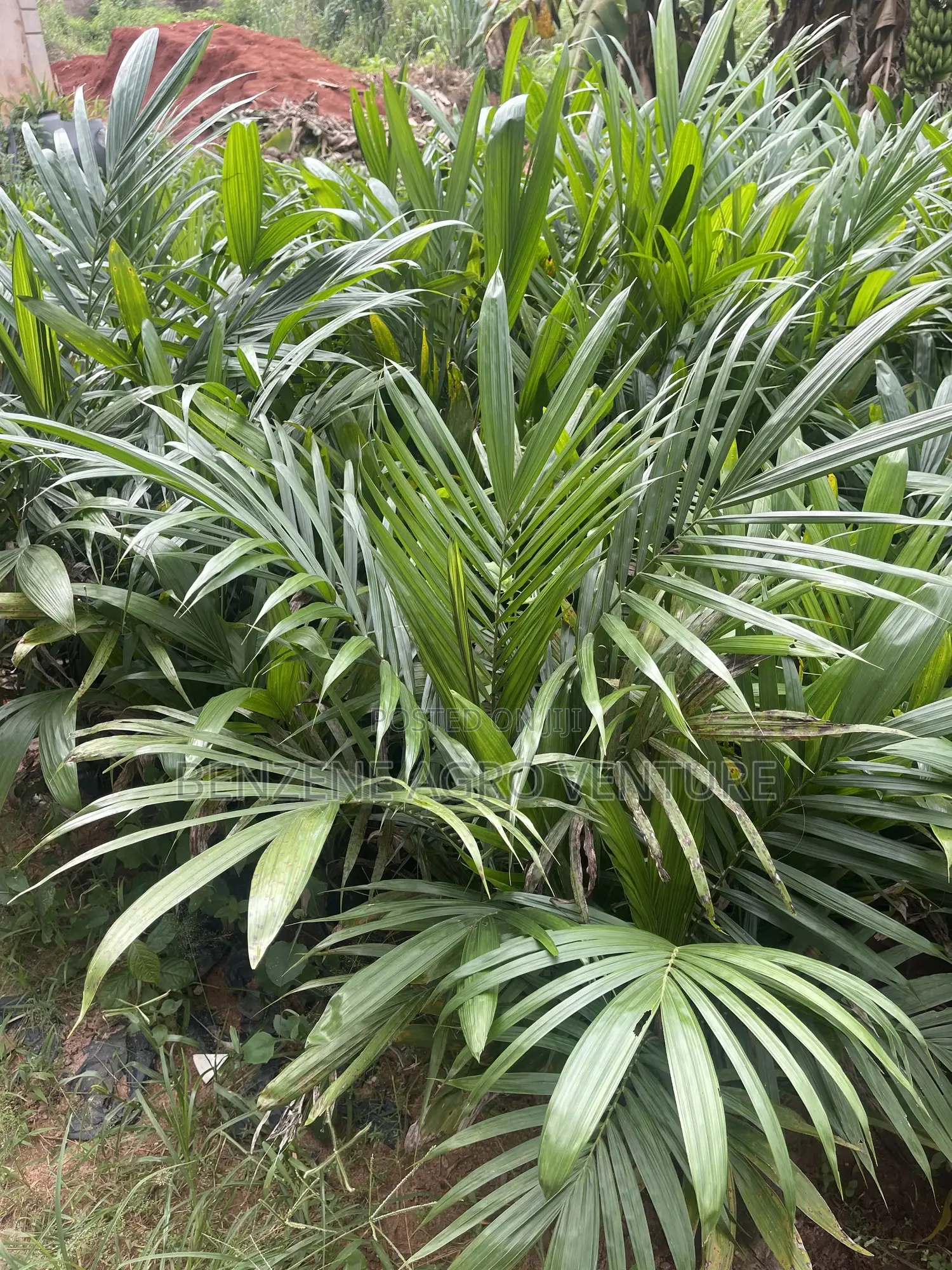 Hybrid Palm Seedling