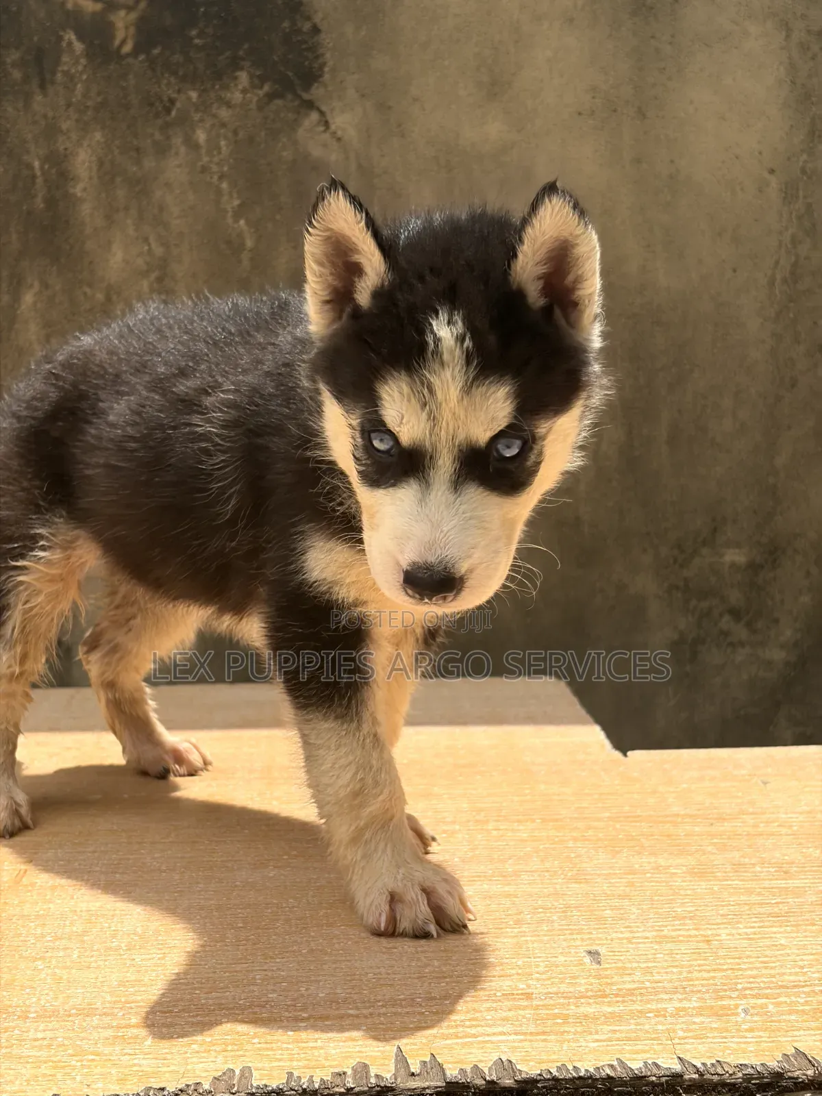 1-3 months Female Purebred Siberian Husky
