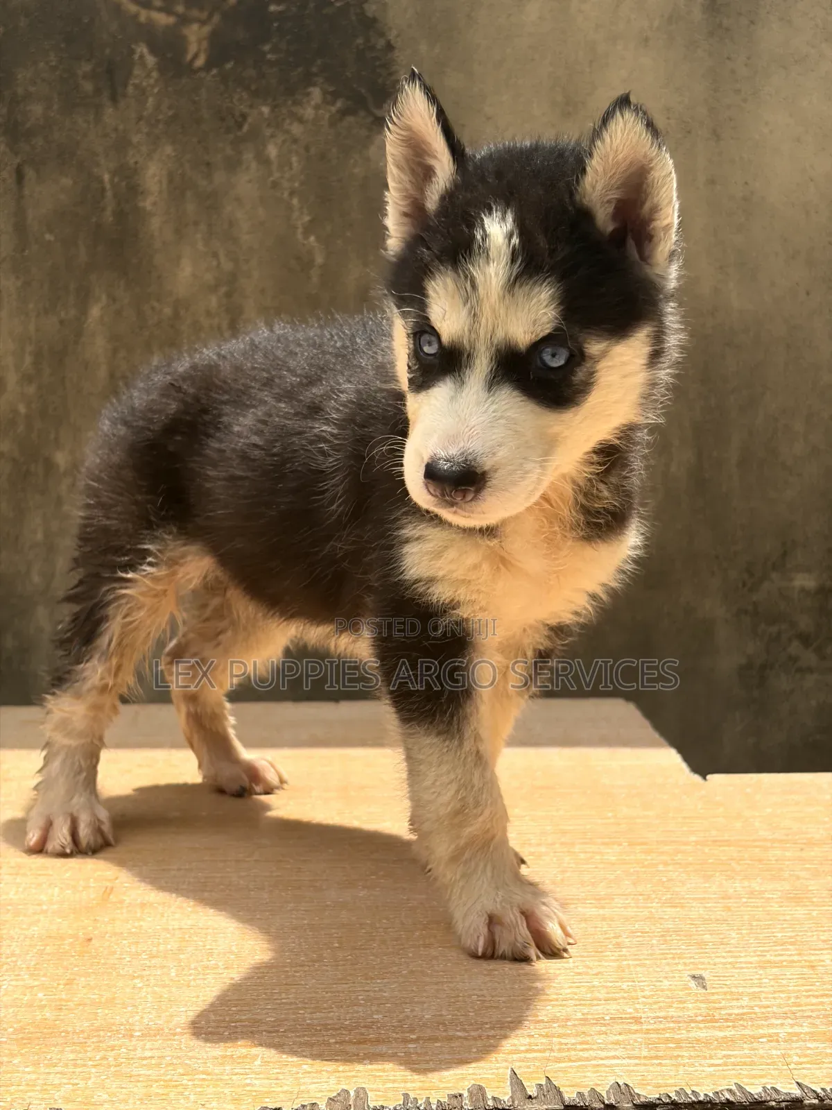 1-3 months Female Purebred Siberian Husky