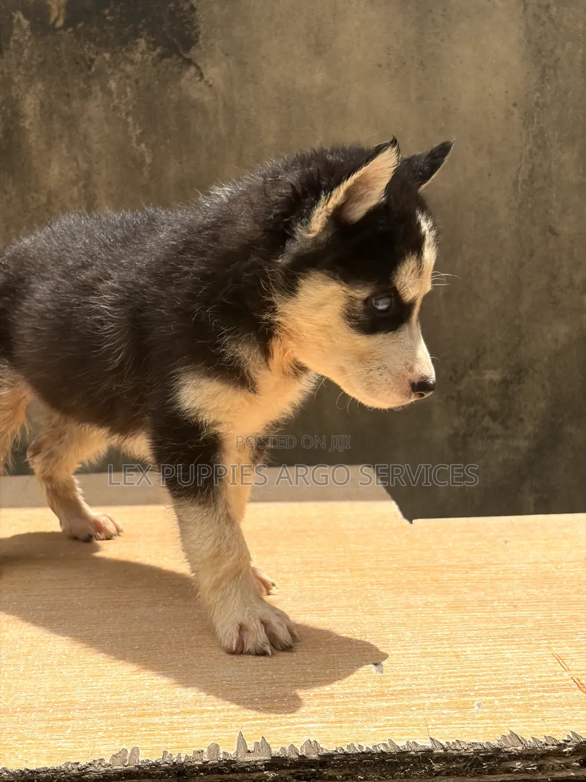 1-3 months Female Purebred Siberian Husky