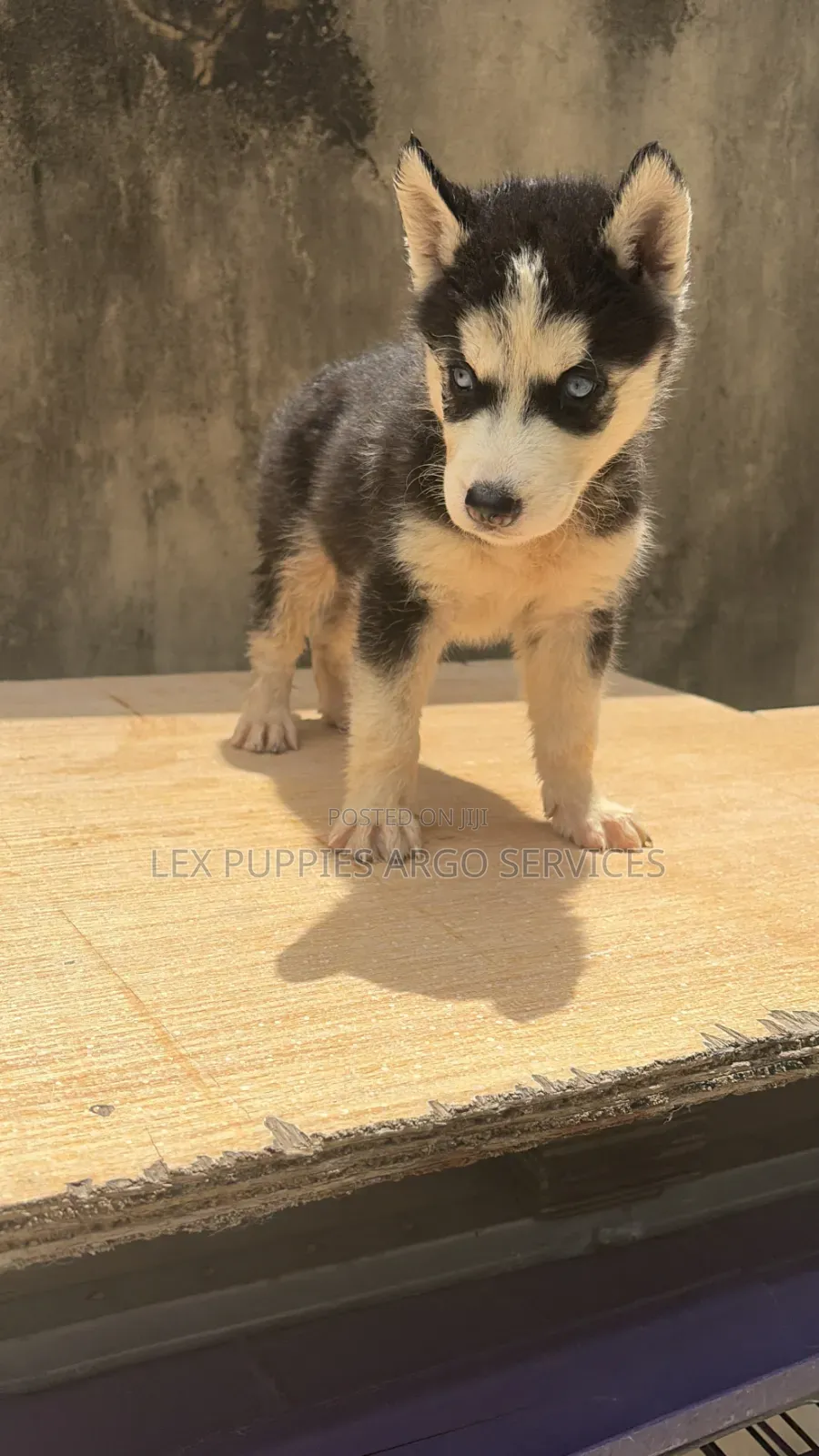 1-3 months Female Purebred Siberian Husky