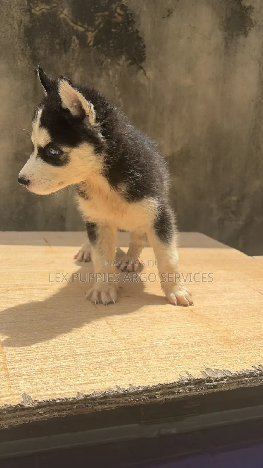 1-3 months Female Purebred Siberian Husky