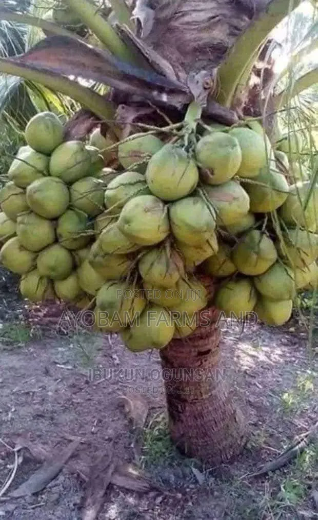 Hybrid Dwarf Green and Yellow Coconut Seedlings Available for Sale