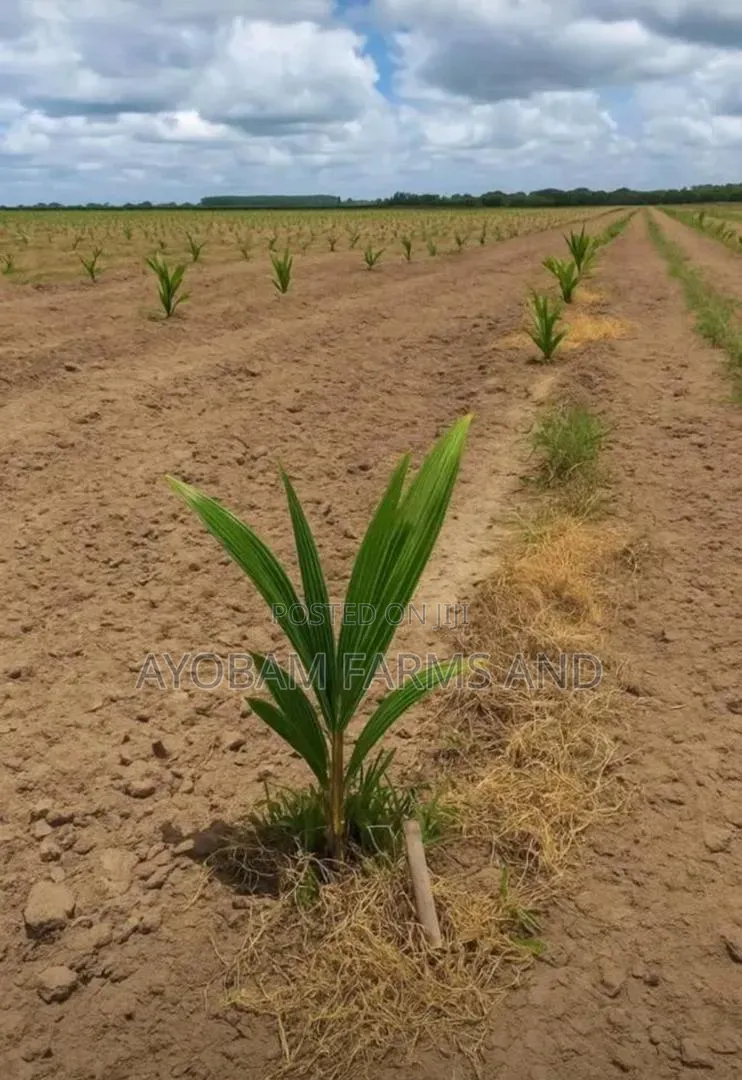 Hybrid Dwarf Green and Yellow Coconut Seedlings Available for Sale