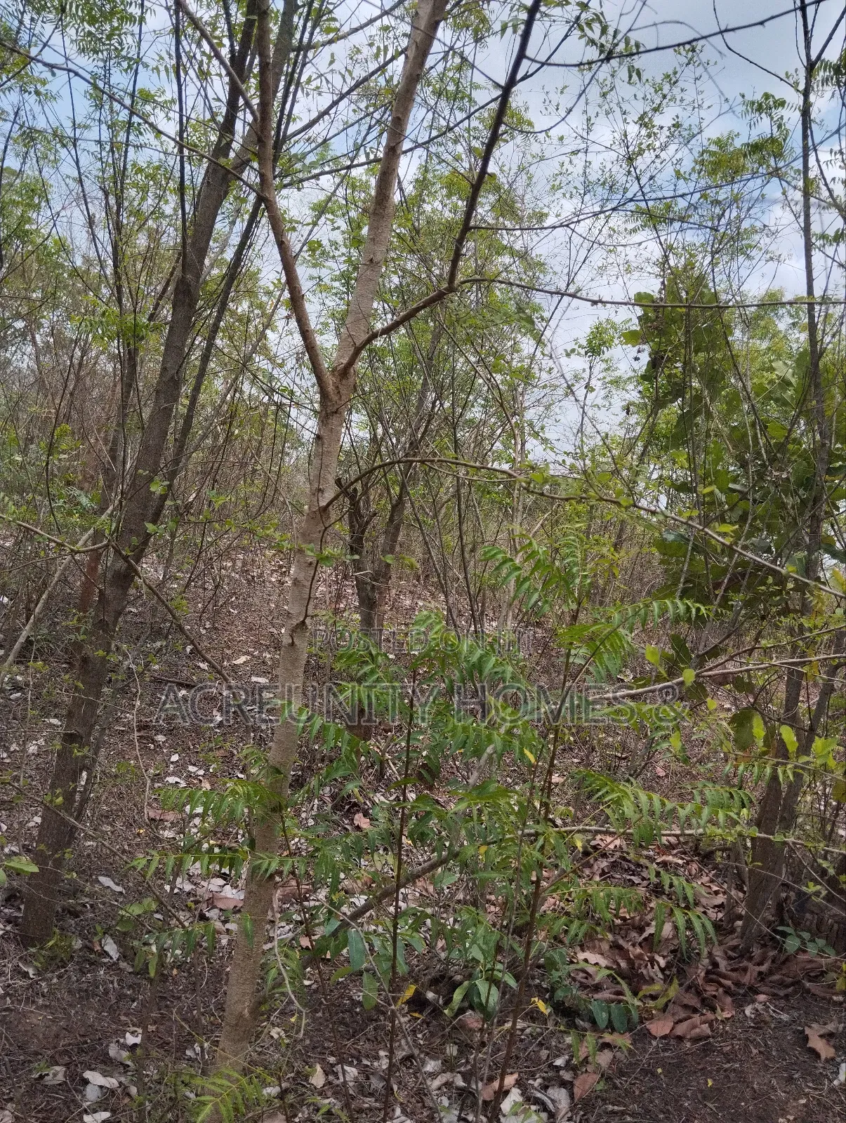 25 Acres of Farmland Available at Sagahu Village Off Iseyin Ibadan Way