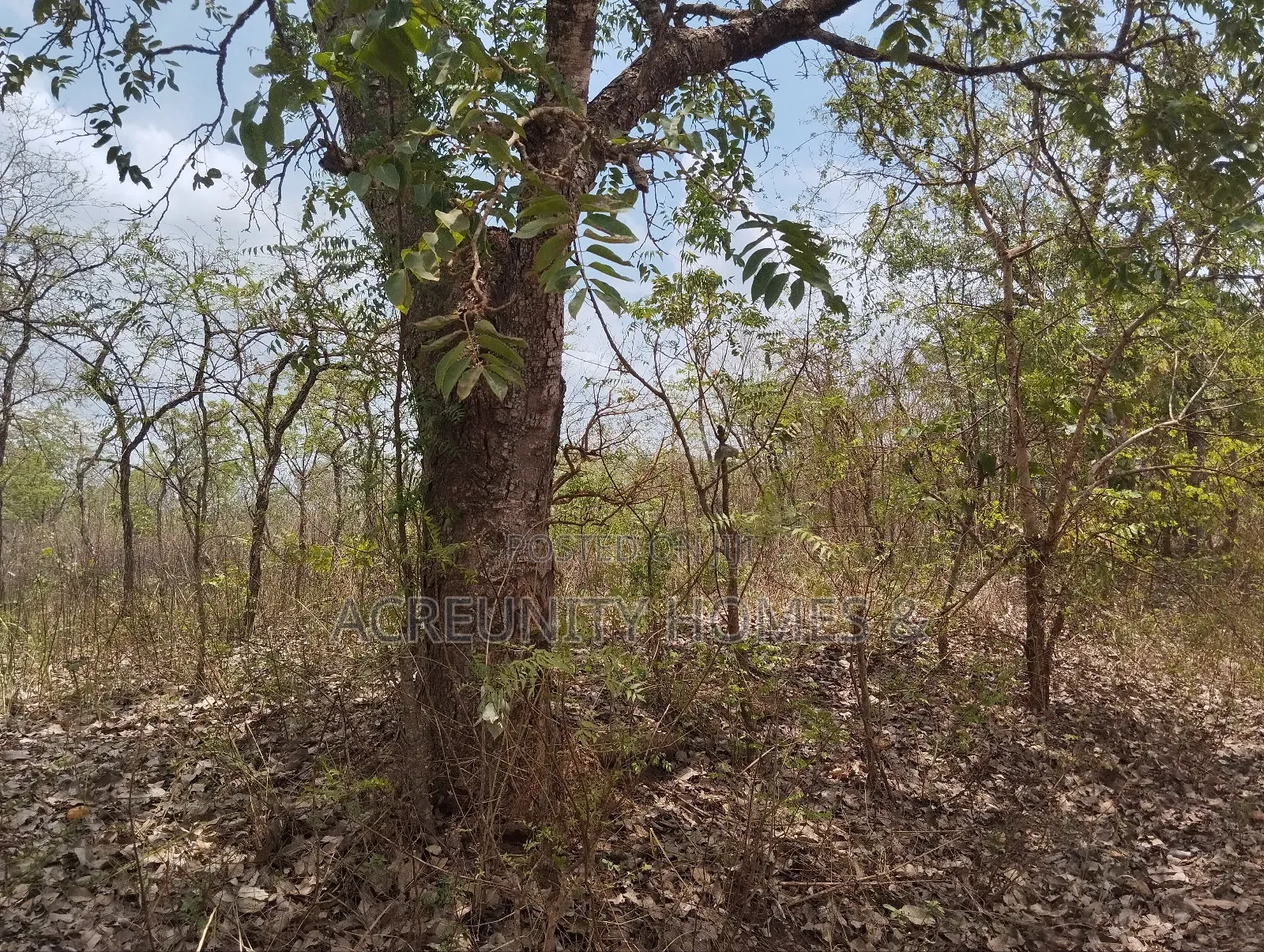 100 Acres of Farmland for Sale at Akinyel Village Abugaga Ikere Iseyin