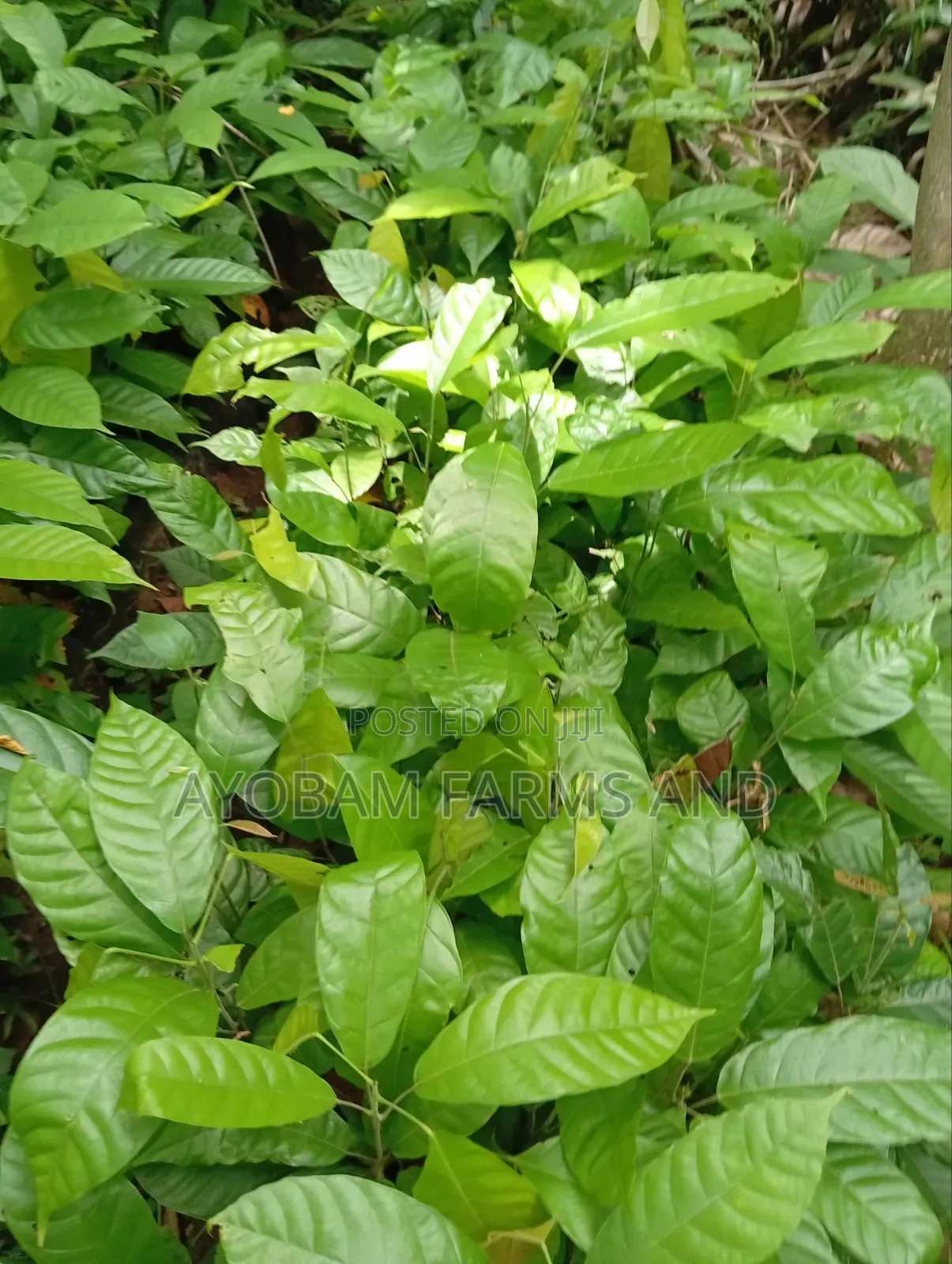 Hybrid Cashew Seedlings